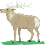 Elk 3