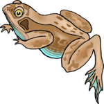 Frog 12