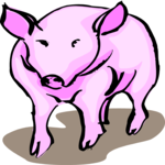 Pig 18