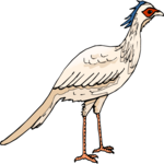 Secretary Bird 3