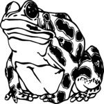 Frog 05