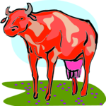 Cow 26