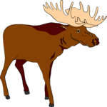 Moose 01