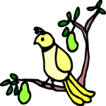 Partridge in Pear Tree 2