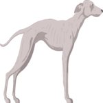 Whippet