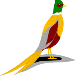 Ring-Necked Pheasant