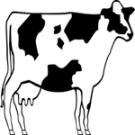 Cow 04