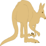 Kangaroo 04
