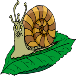 Snail 21