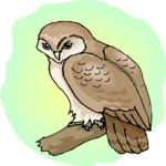 Owl 33