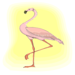 Flamingo 14