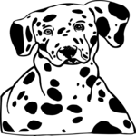 Dalmatian 3