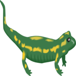 Salamander