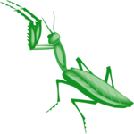 Praying Mantis 2