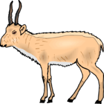 Antelope 26