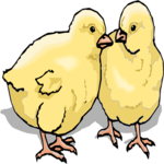 Chicks 2