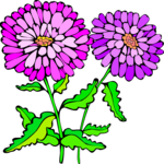 Asters 1