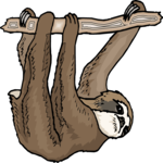Sloth 6