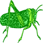 Grasshopper 14