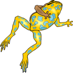 Frog 16