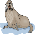 Sea Lion 5