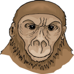 Monkey 13