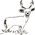 Deer 35