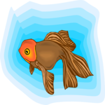 Goldfish 06