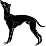 Dog 13