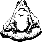 Frog 11