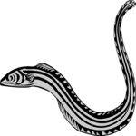 Eel 1