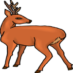 Deer 24