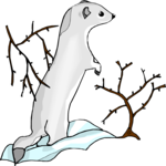 Ermine 2