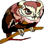 Owl 39