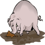 Pig Digging in Mud