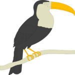 Toucan 02