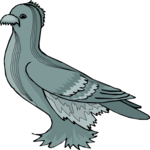 Pigeon 14