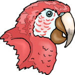 Macaw - Head