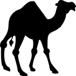 Camel 1