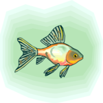 Goldfish 17