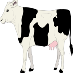 Cow 25