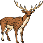 Deer 22