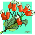 Allspice