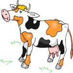 Cow 32