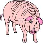 Pig 16