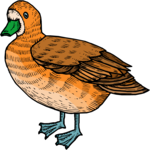 Duck 40