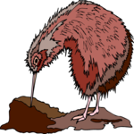 Kiwi Bird 6
