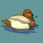 Duck 27