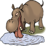 Hippo Drinking