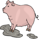 Pig 31